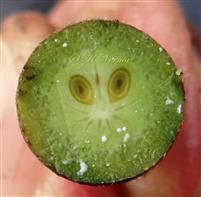  Fruit (Young) T.S.
